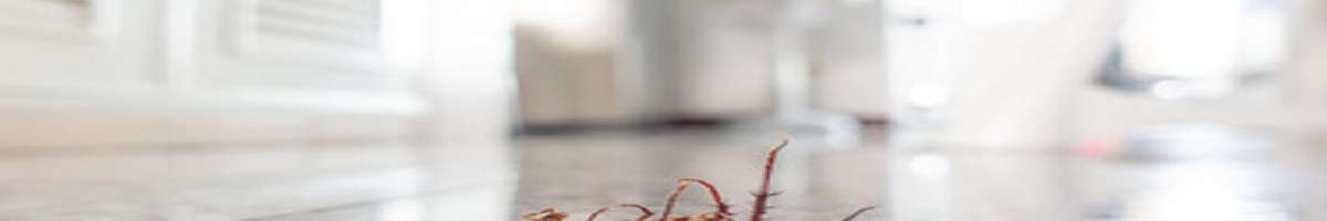 Pest Control Sydney Banner