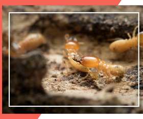 Pest Control Ballarat