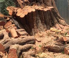 Tree Removal Adelaide