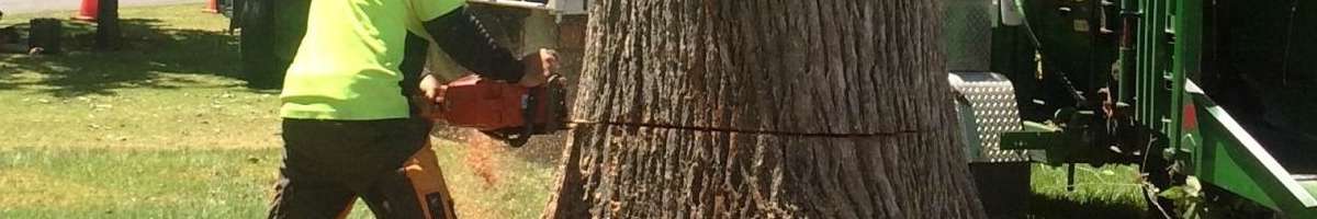 Tree Removal Adelaide Banner