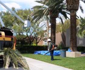 Affordable Tree Removal Adelaide