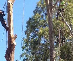 Affordable Tree Removal Adelaide