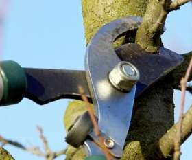 Affordable Tree Removal Adelaide