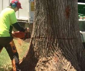Affordable Tree Removal Adelaide