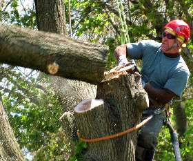 Affordable Tree Removal Adelaide