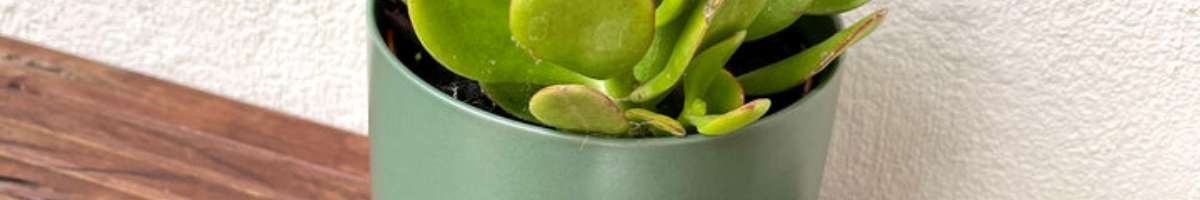 The Indoor Plant Co Banner