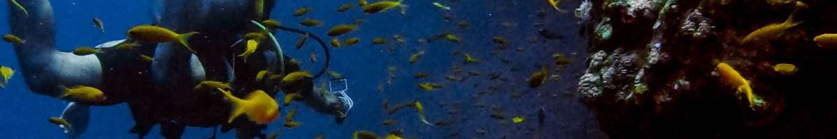 Oceansports Banner