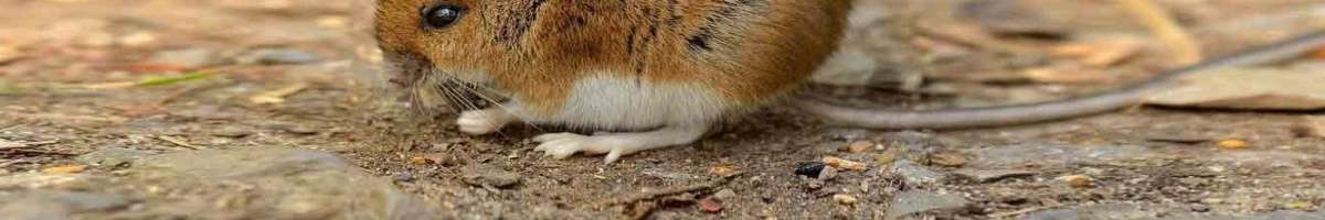 Termite Inspection Adelaide Banner