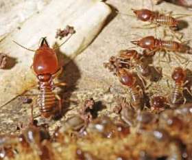 Wasp and Bee Removal Canberra