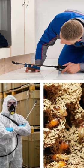 Spider Control Perth