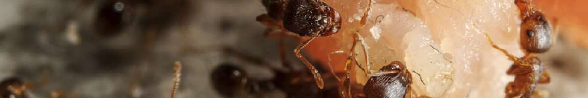 Ant Control Perth Banner