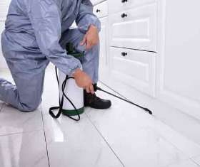 Flies Pest Control Perth