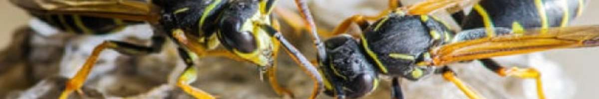 Bee Pest Control Adelaide Banner