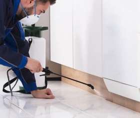 Bee Control Brisbane