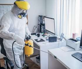 Bee Control Brisbane