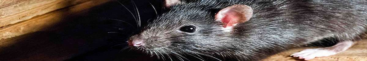 Rodent Pest Control Canberra Banner
