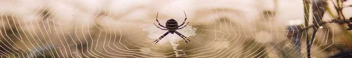 Spider Extermination Hobart Banner