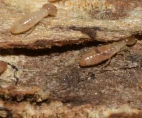 Termite Control Brisbane
