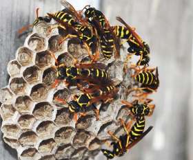 Ses Pest Control Brisbane