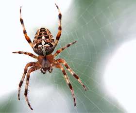 Ses Pest Control Brisbane