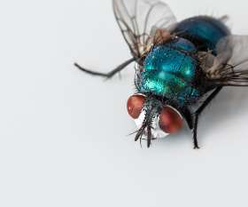 Ses Pest Control Brisbane