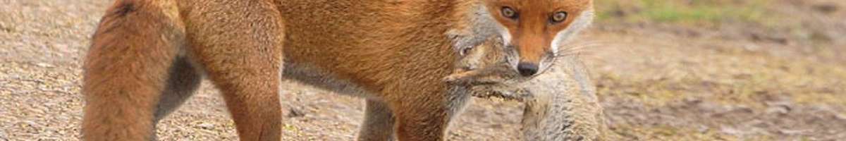 Fox Control Melbourne Banner