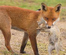 Fox Control Melbourne