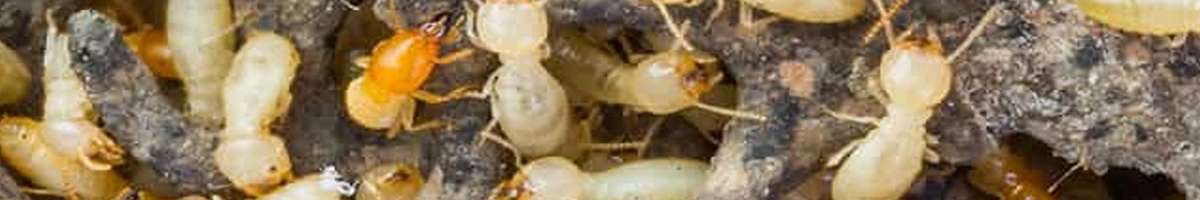 Termite Inspection Perth Banner