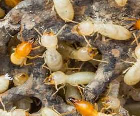 Termite Inspection Perth