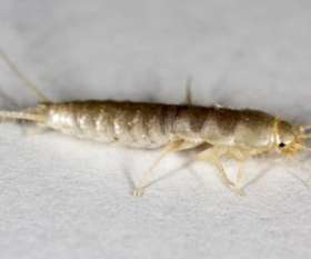 Silverfish Removal Brisbane