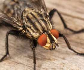 Flies Removal Brisbane