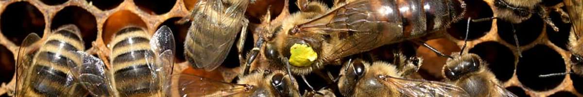 Perth Pest Control Service Banner