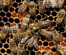 Perth Pest Control Service