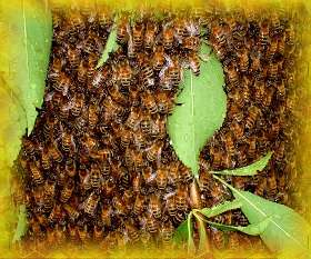 Perth Pest Control Service