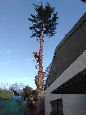 Horizon Tree Service