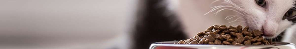 St Marys Pet Haven Banner