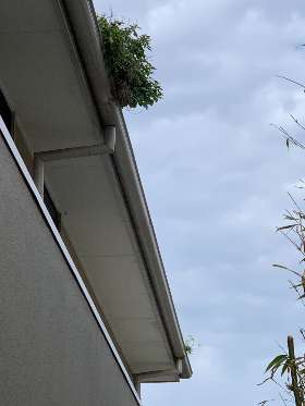 Gutter Cleaning Geelong