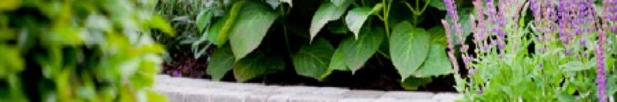 Northern Beaches Landscaping Group Banner