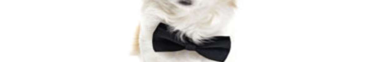 The Pooch Beauty Salon Banner