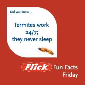 Flick Pest Control Launceston