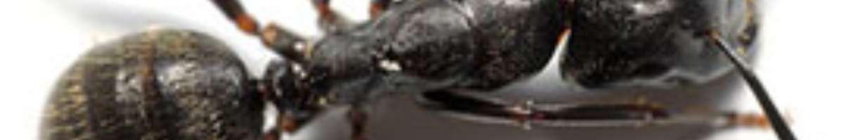 Ecoguard Pest Control Brisbane Banner