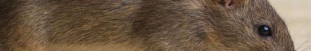 Rodent Control Brisbane Banner