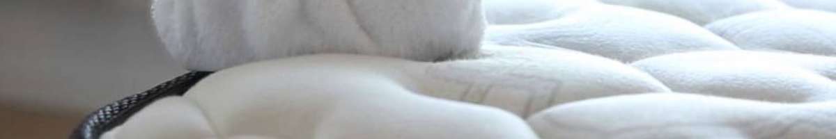 Rejuvenate Mattress Cleaning Hobart Banner