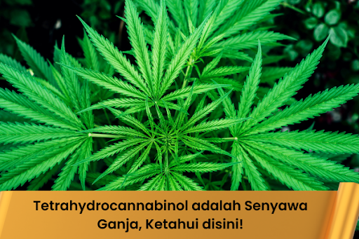 Tetrahydrocannabinol adalah Senyawa Ganja, Ketahui disini!