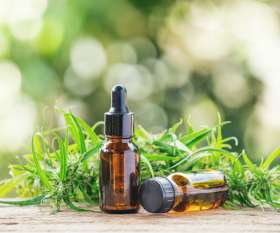 Zat CBD adalah Zat dalam Cannabis, Ketahui Manfaatnya - Indonesia Dream Juice