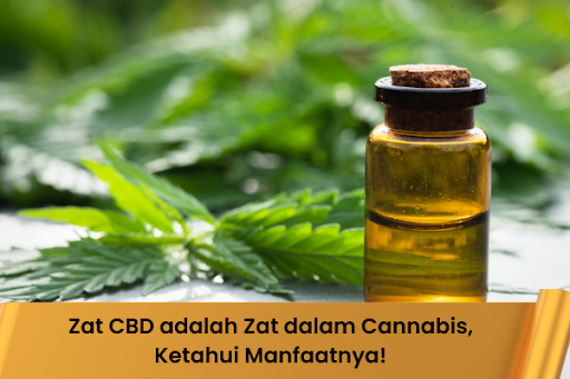 Zat CBD adalah Zat dalam Cannabis, Ketahui Manfaatnya!