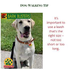 Bark Busters dog training - eastern suburbs darling island