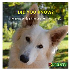 Bark Busters dog training - eastern suburbs darling harbour