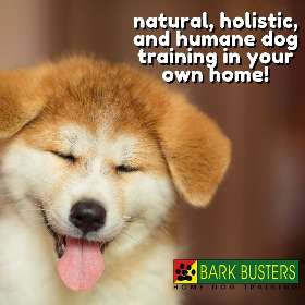 Bark Busters dog training - eastern suburbs bondi junction plaza