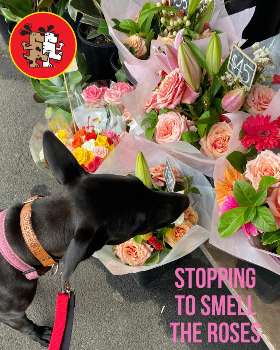 Bark Busters dog training - eastern suburbs ben buckler